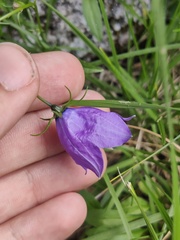 Campanula herminii, photograph (c) Vicente Lopes, some rights reserved (CC BY)