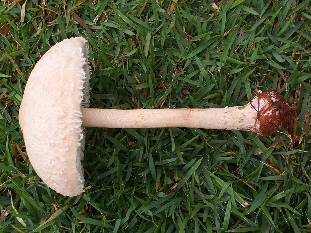 Macrolepiota bonaerensis · October 2021 · photo: © ronyristow (iNaturalist, cc-by)