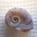 Ramshorn Snails - Photo (c) Diego Almendras G., some rights reserved (CC BY-NC), uploaded by Diego Almendras G.