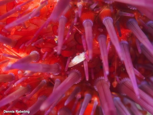 Representative image of Sticteulima jeffreysiana