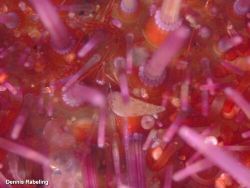 Representative image of Crinophtheiros