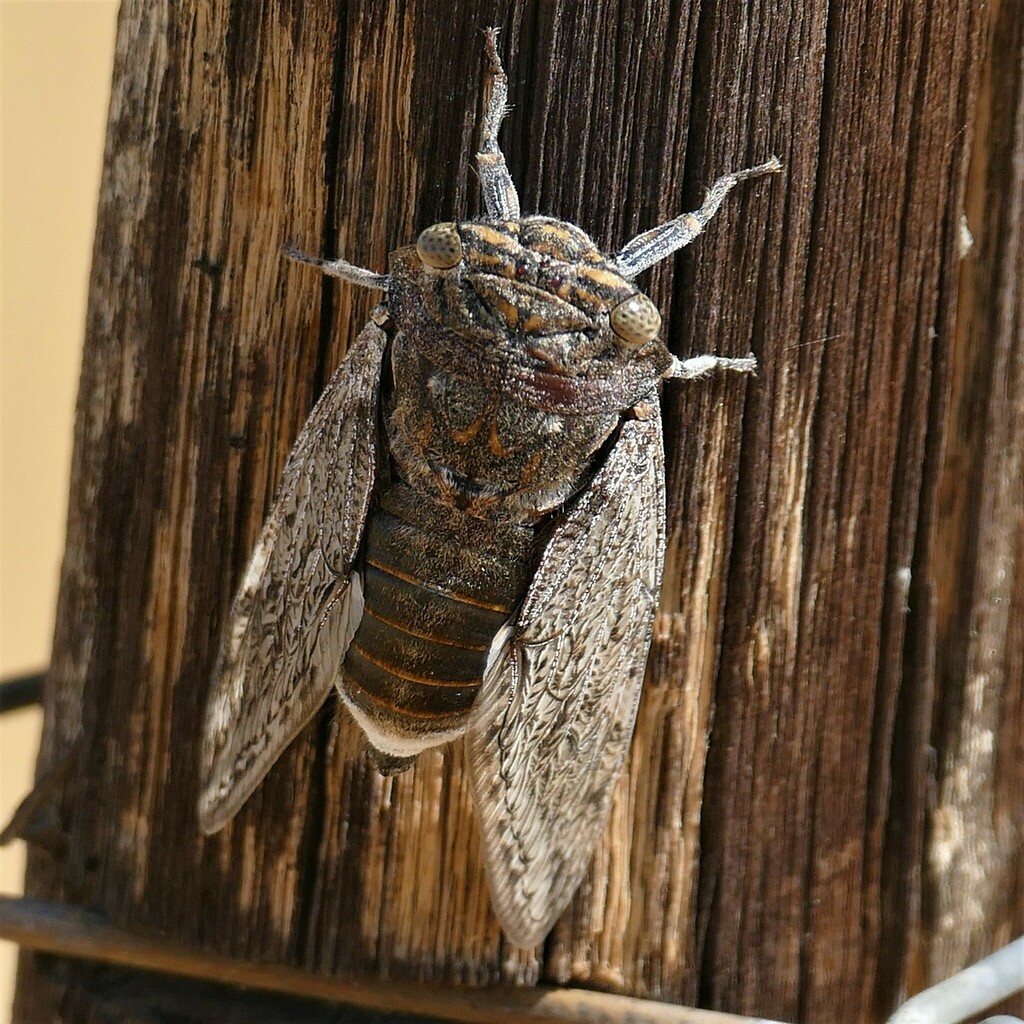 Large Broadborder Cicada