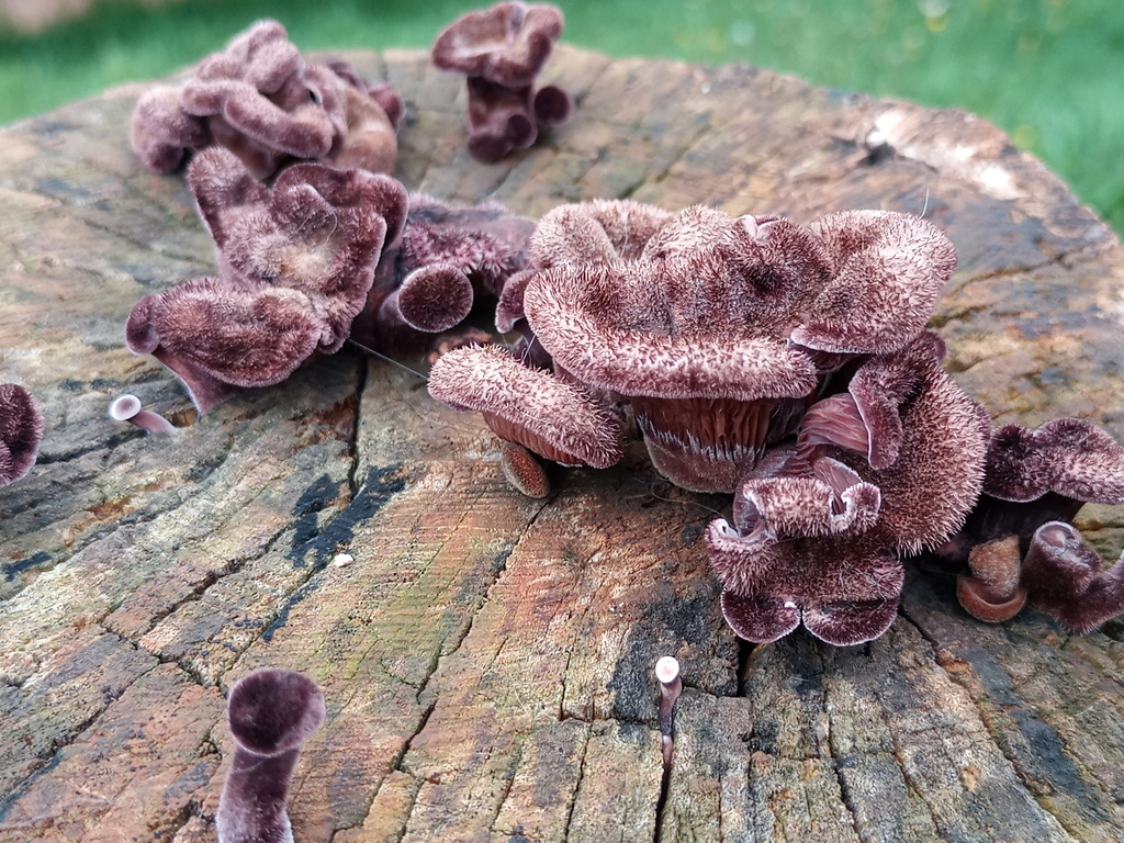 Panus lecomtei · October 2021 · photo: © ronyristow (iNaturalist, cc-by)