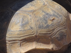 Gopherus flavomarginatus