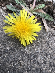 Taraxacum officinale