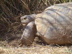 Gopherus flavomarginatus