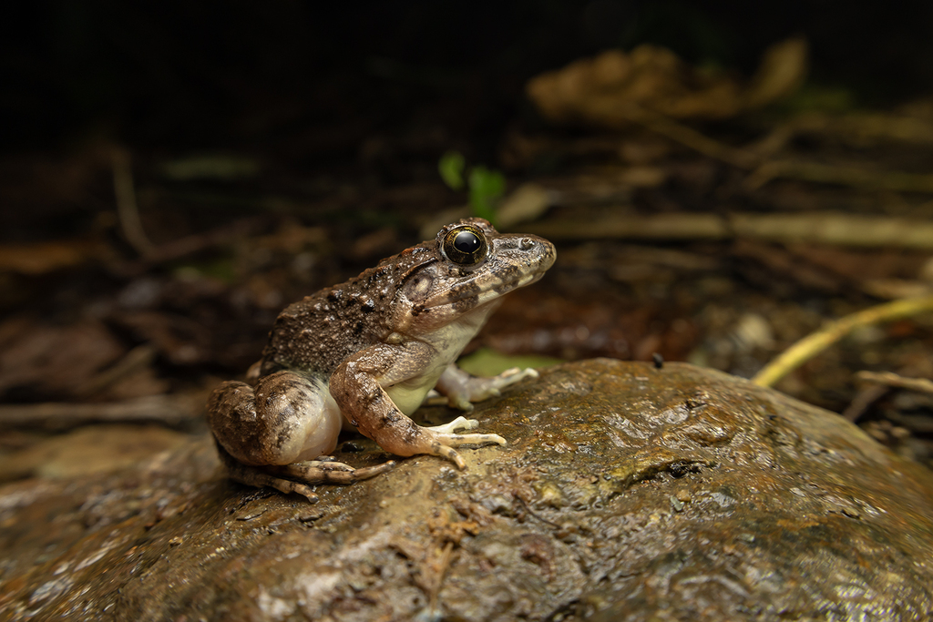 Busuanga Wart Frog