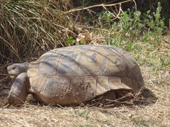 Gopherus flavomarginatus