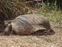 Gopherus flavomarginatus