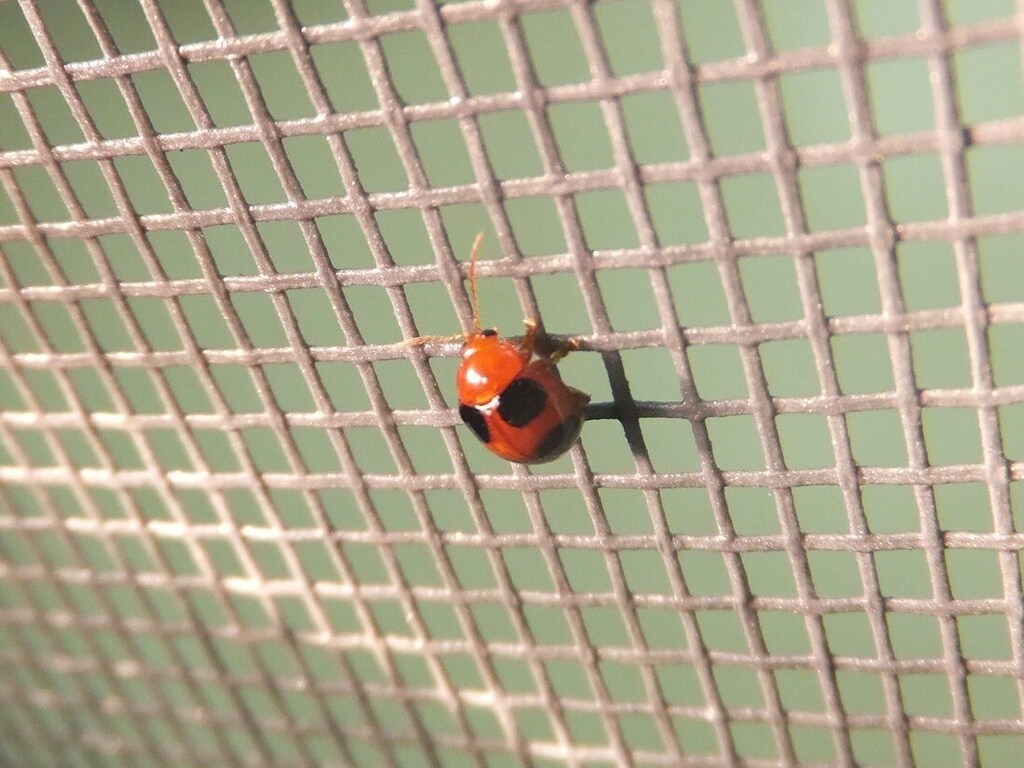 Sphaeroderma quadrimaculatum in March 2013 by hakkahamushi · iNaturalist