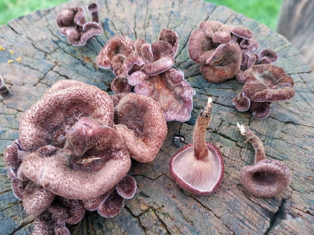 Panus lecomtei · October 2021 · photo: © ronyristow (iNaturalist, cc-by)