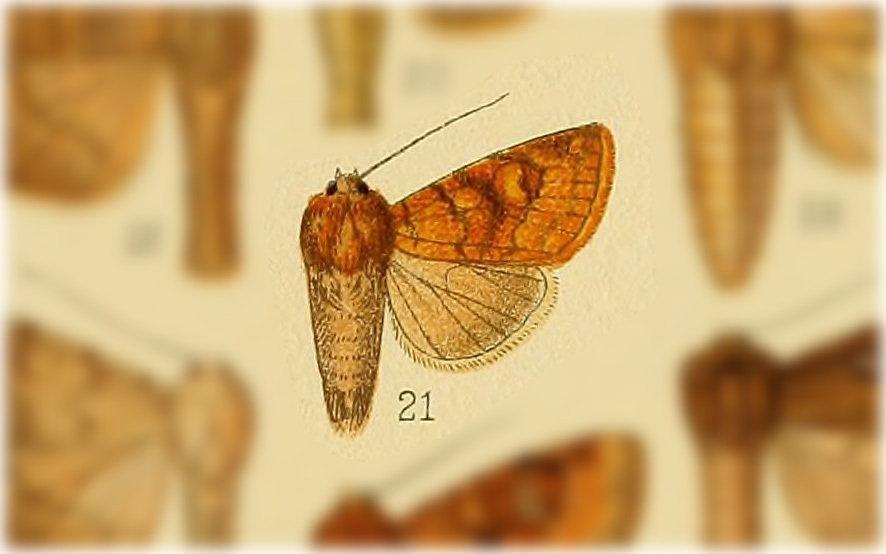 Resapamea venosa