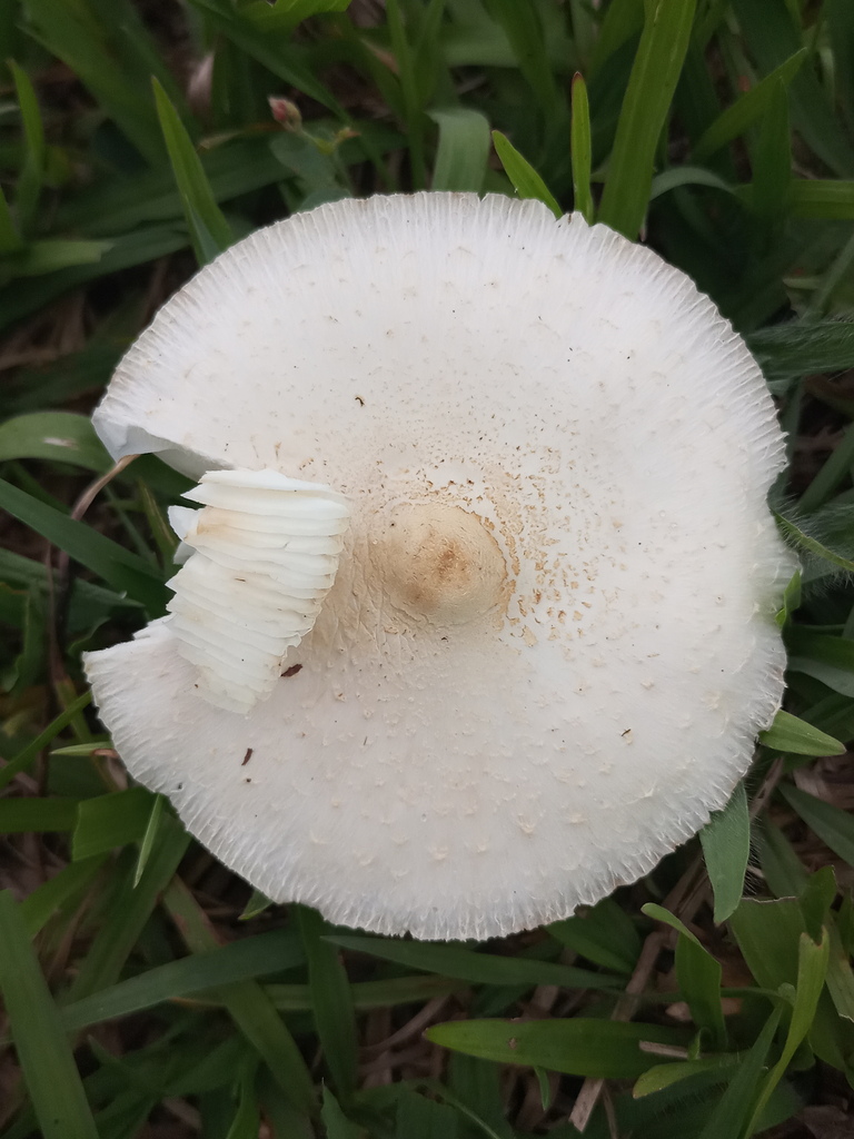 Chlorophyllum hortense · October 2021 · photo: © ronyristow (iNaturalist, cc-by)