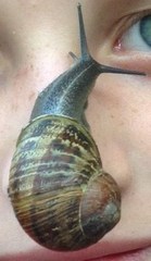 Cornu aspersum