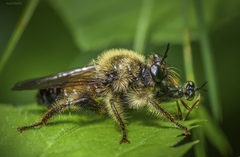Laphria sacrator