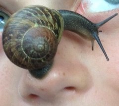 Cornu aspersum
