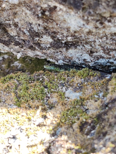 Iberian Mountain Lizard, Iberolacerta monticola