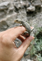 Zayu Mountain Dragon photo 2