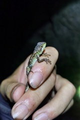 Three Keeled Mountain Lizard photo 2