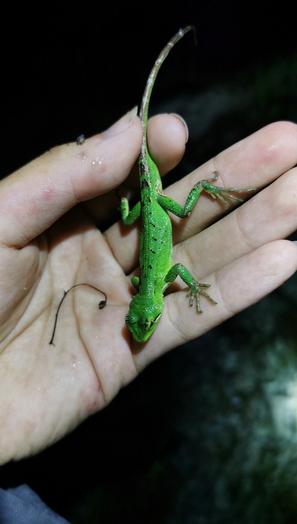Three Keeled Mountain Lizard