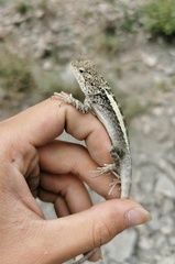 Smooth-Venter Mountain Dragon photo 1