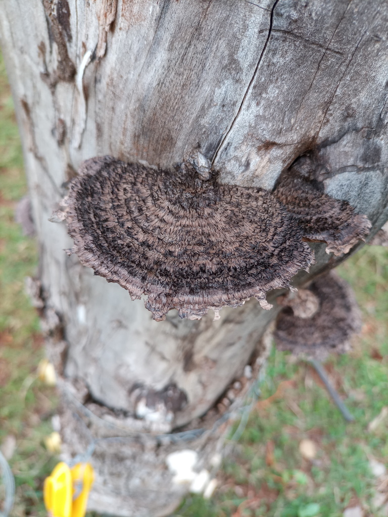 Hexagonia hydnoides · June 2021 · photo: © ronyristow (iNaturalist, cc-by)