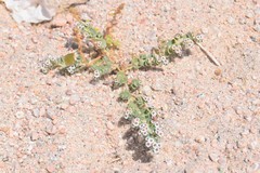 Euphorbia leucophylla