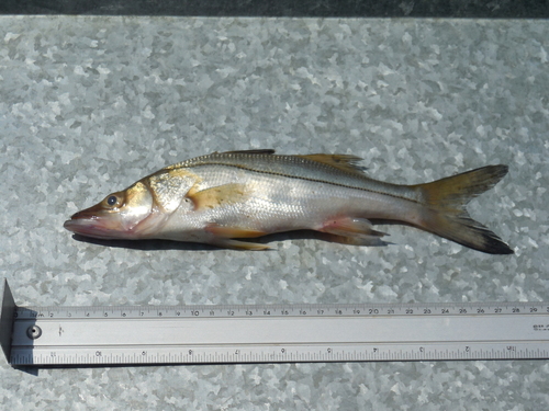 Zwarte snoek (Centropomus nigrescens) — Centropomidae — 2
