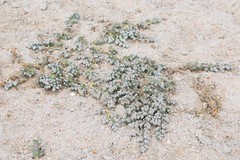 Euphorbia leucophylla