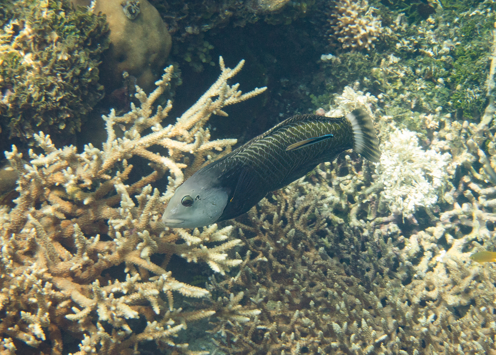 Rockmover wrasse