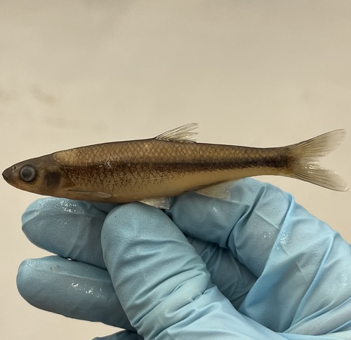 Roughhead shiner (Notropis semperasper) — Cyprinidae — 2