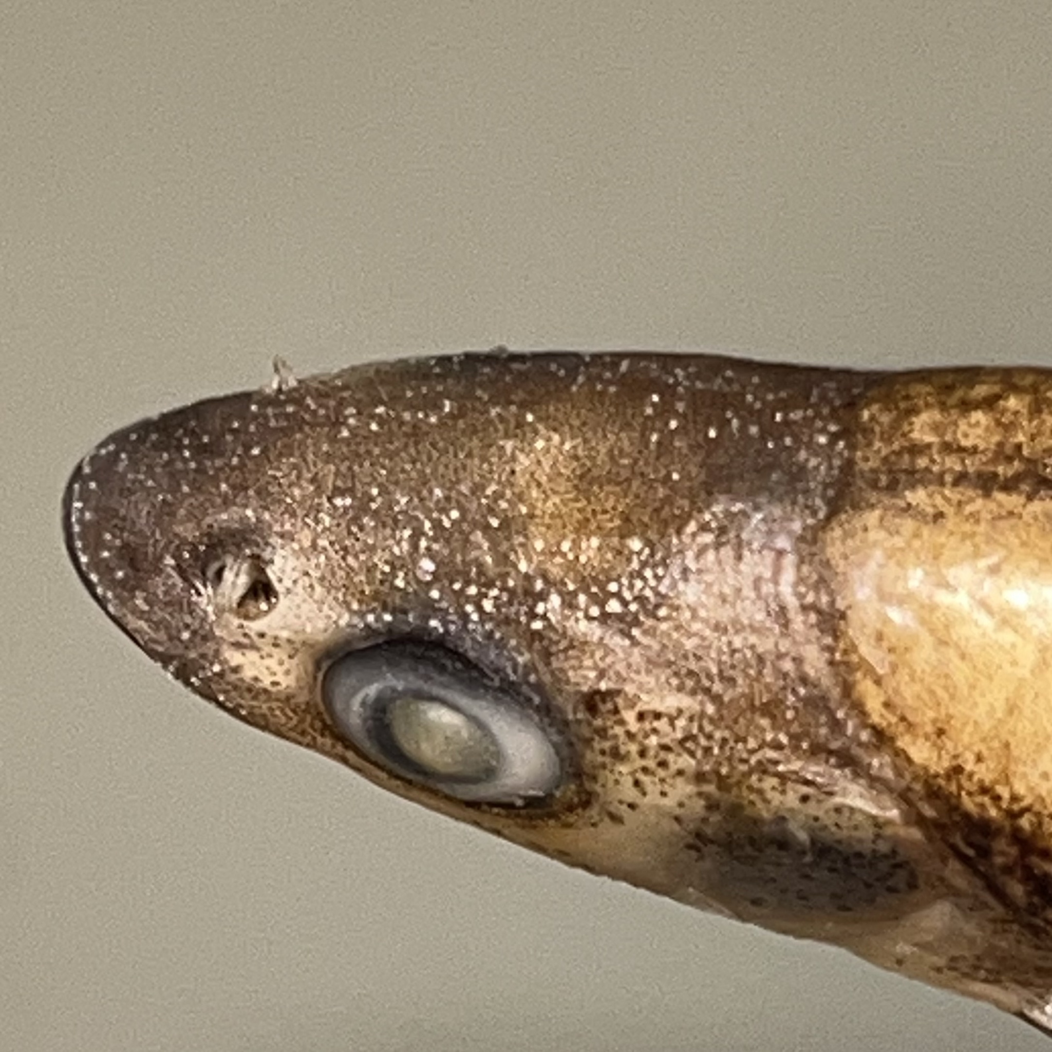 Roughhead Shiner photo 3