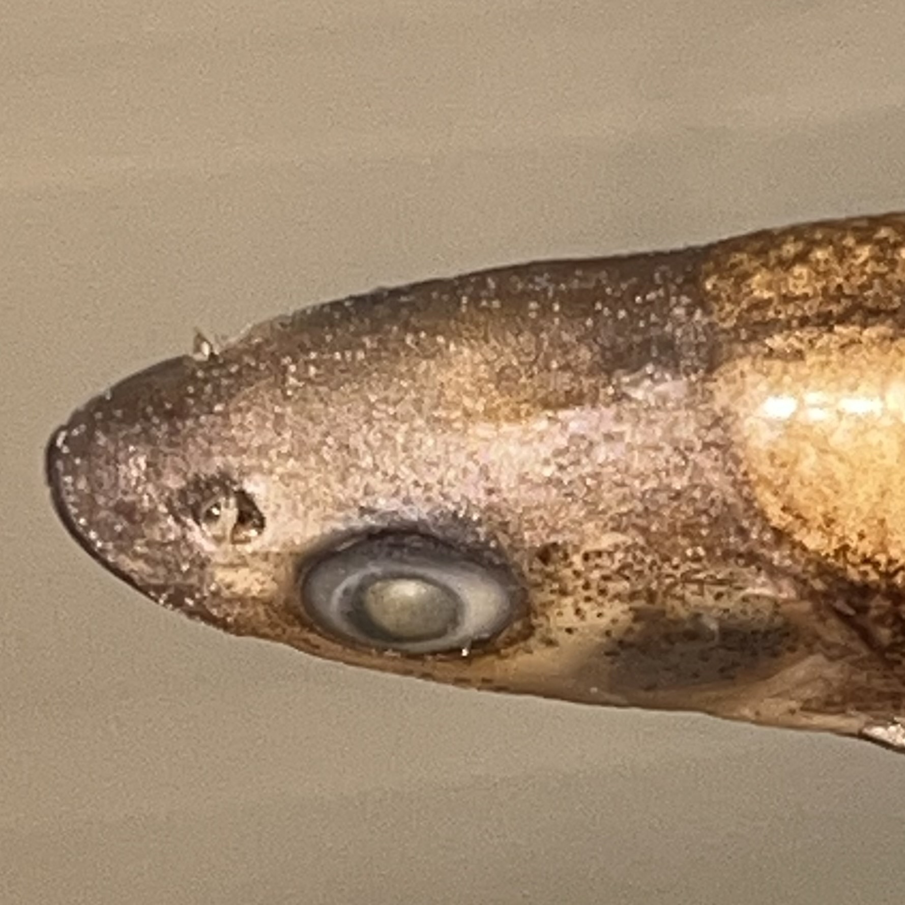 Roughhead Shiner photo 4
