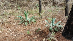 Agave maximiliana