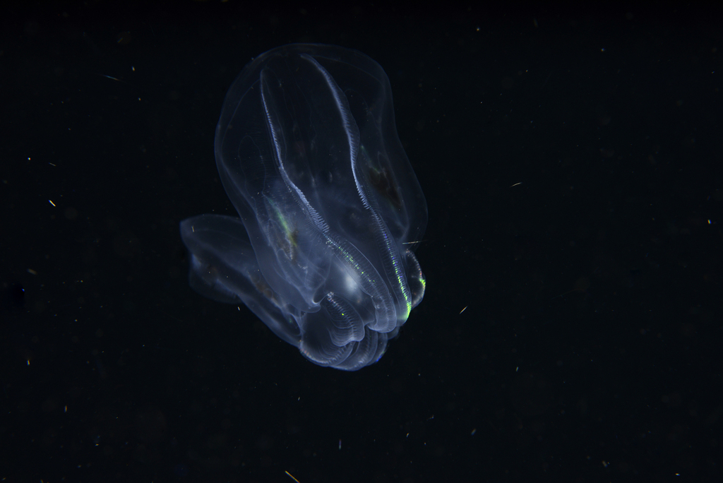 spot winged comb jellyfish on February 27, 2023 at 0242 AM by Dubas