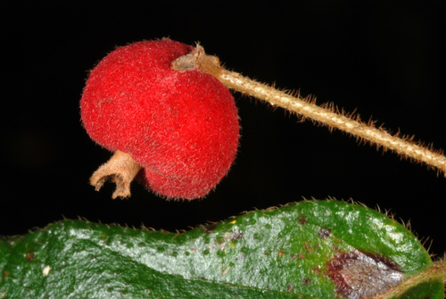 Wild guave (Guettarda scabra)