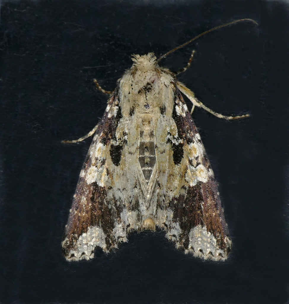 Condica