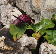 Arum dioscoridis