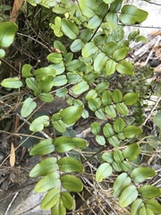 Pellaea pteroides