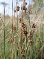 Juncus occidentalis