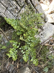 Pellaea pteroides