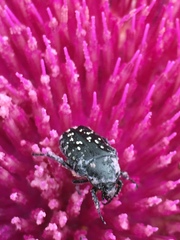 Oxythyrea noemi