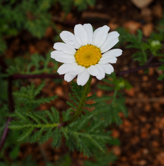 Anthemis bornmuelleri