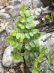Pellaea pteroides