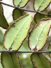 Pellaea pteroides