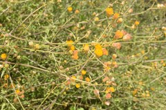 Bebbia atriplicifolia