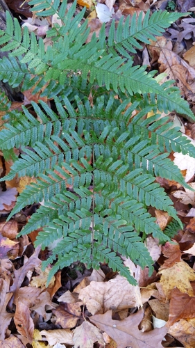 Dryopteris erythrosora