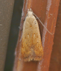 Anacampsis fullonella