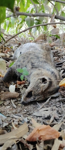 Small Indian Civet