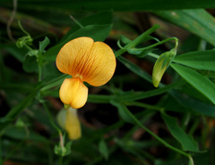 Lathyrus gorgonei